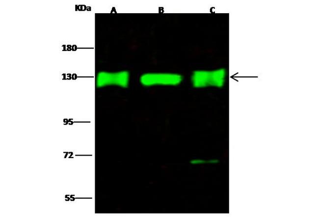 UBE4A Antibody in Western Blot (WB)