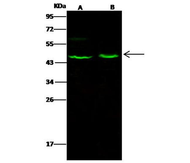 Aminoacylase Antibody in Western Blot (WB)