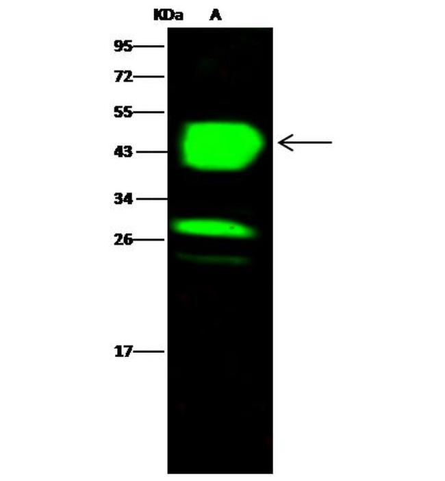 CHIL3 Antibody in Western Blot (WB)