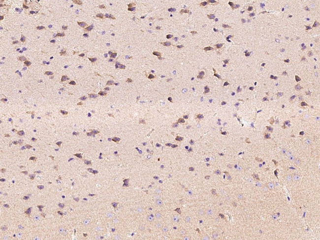 EphA6 Antibody in Immunohistochemistry (Paraffin) (IHC (P))