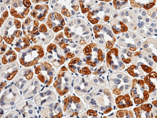 IL36B Antibody in Immunohistochemistry (Paraffin) (IHC (P))