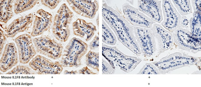 IL36B Antibody in Immunohistochemistry (Paraffin) (IHC (P))