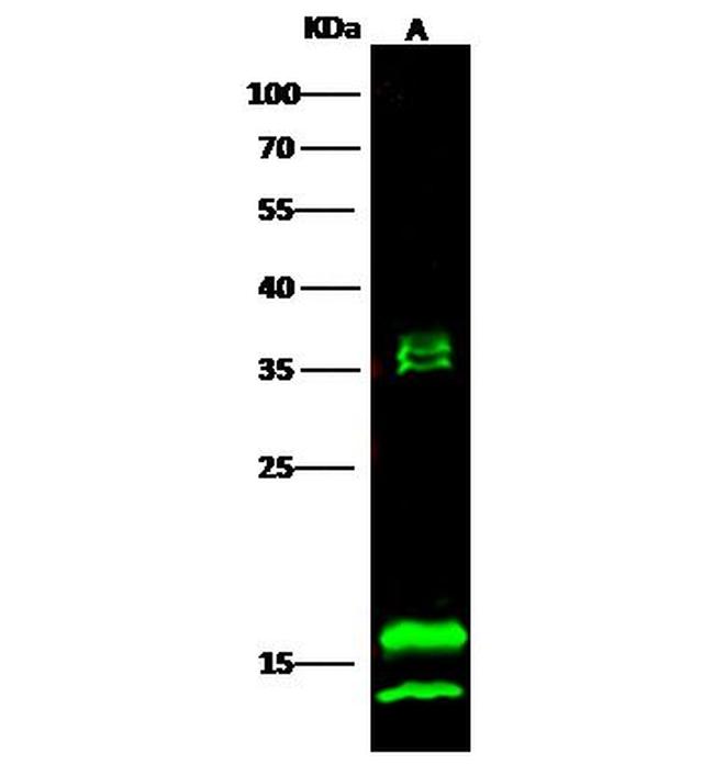 IL36B Antibody in Western Blot (WB)