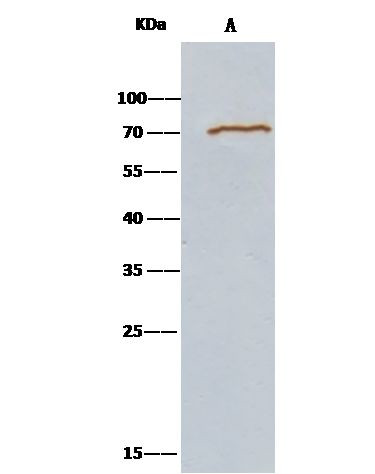 METAP2 Antibody in Immunoprecipitation (IP)