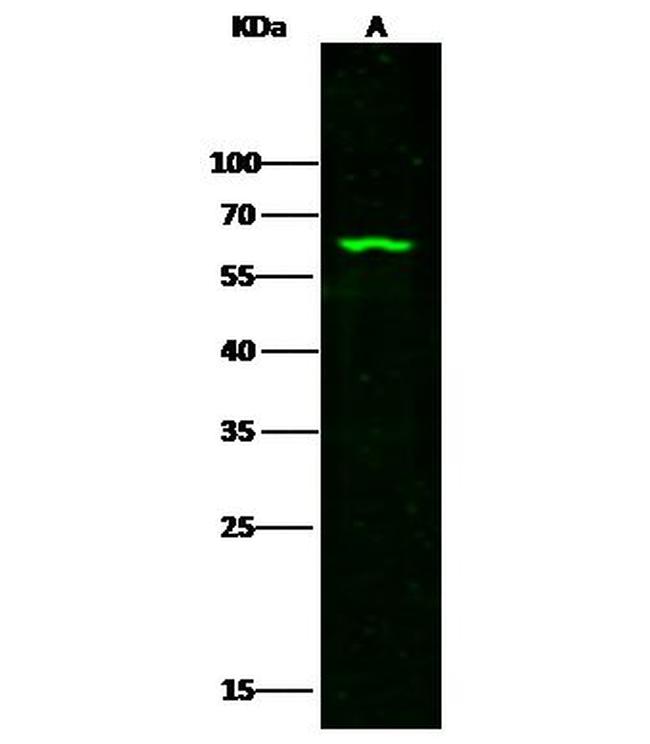 METAP2 Antibody in Western Blot (WB)