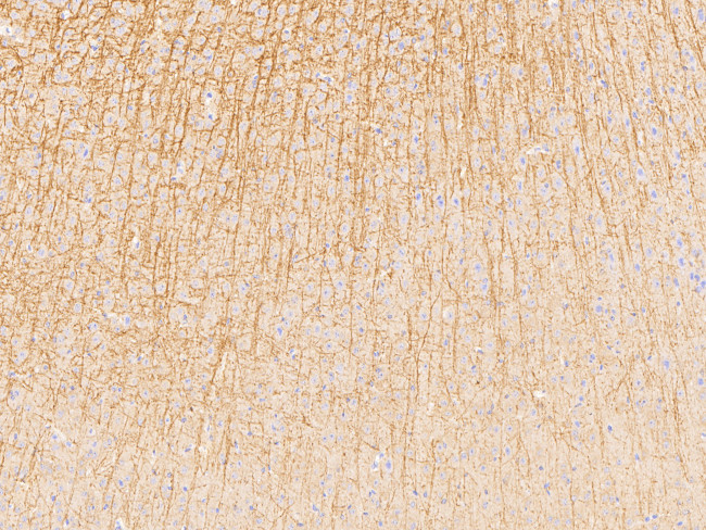 MOG Antibody in Immunohistochemistry (Paraffin) (IHC (P))