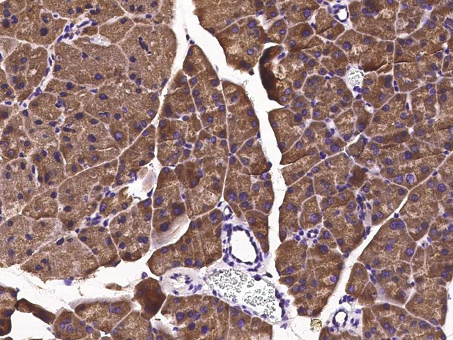 Prostasin Antibody in Immunohistochemistry (Paraffin) (IHC (P))