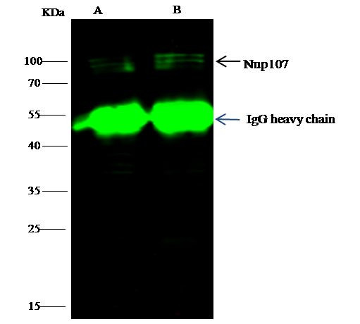 NUP107 Antibody in Immunoprecipitation (IP)