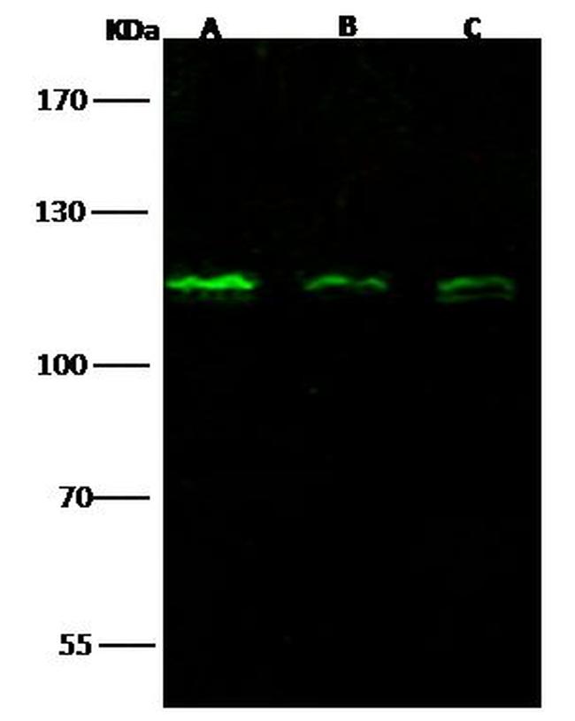 NUP107 Antibody in Western Blot (WB)