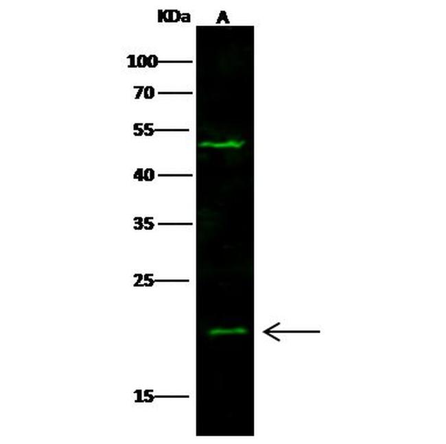 UBE2M Antibody in Western Blot (WB)