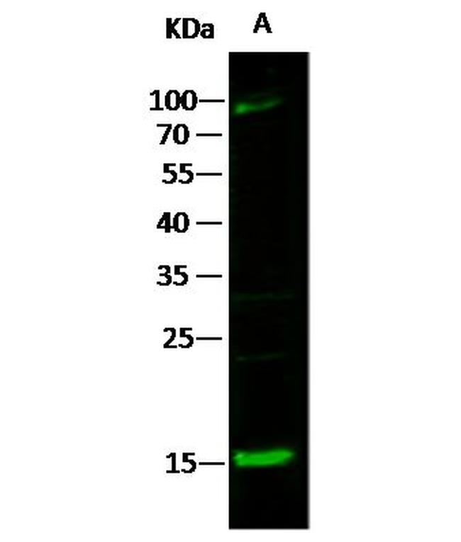 CCL21 Antibody in Western Blot (WB)