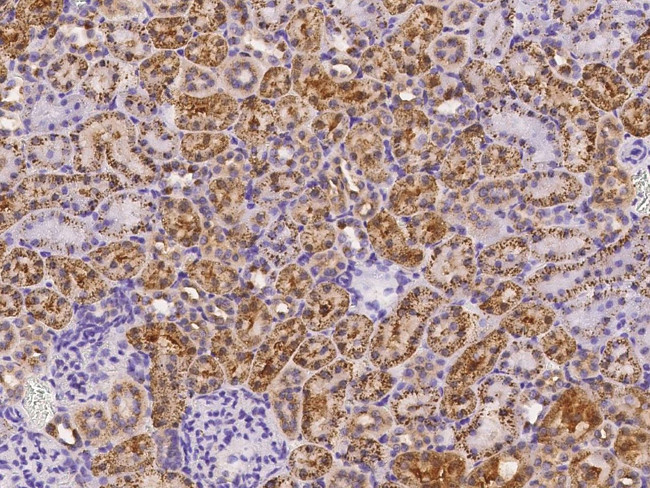 NPC2 Antibody in Immunohistochemistry (Paraffin) (IHC (P))