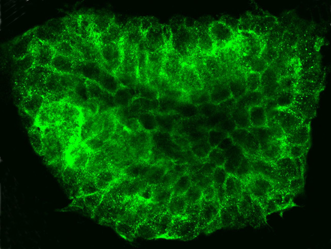 NGFR Antibody in Immunocytochemistry (ICC/IF)