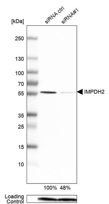 IMPDH2 Antibody