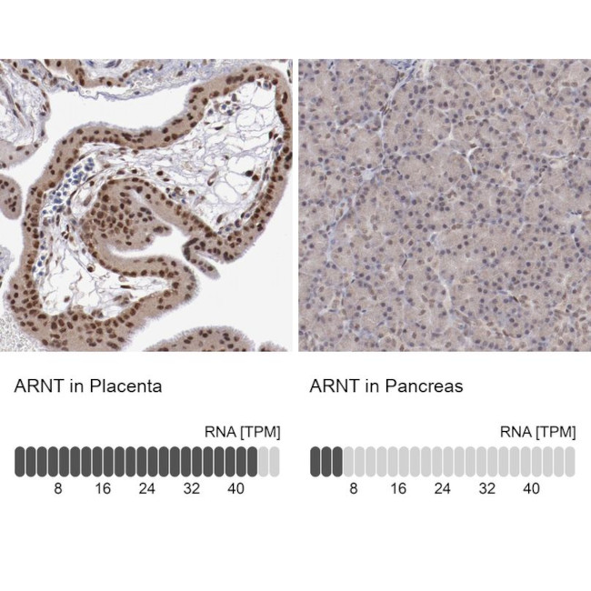 HIF-1 beta Antibody