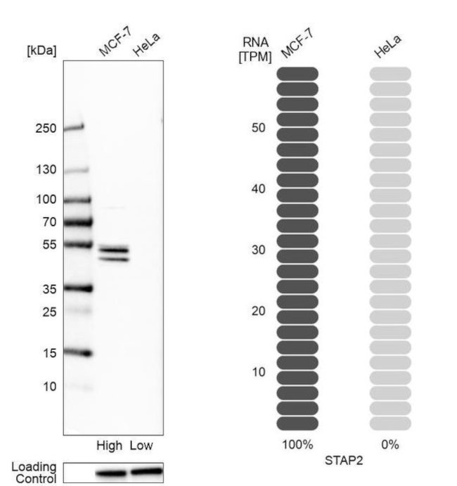 STAP2 Antibody