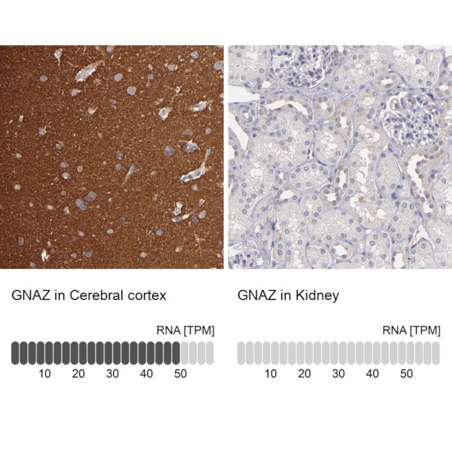 GNAZ Antibody