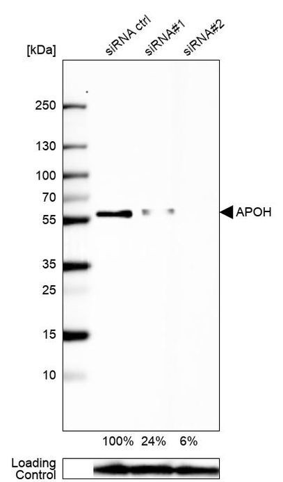 Apolipoprotein H Antibody