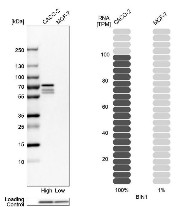 BIN1 Antibody