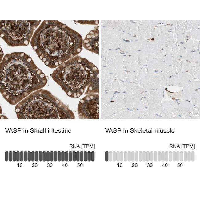 VASP Antibody