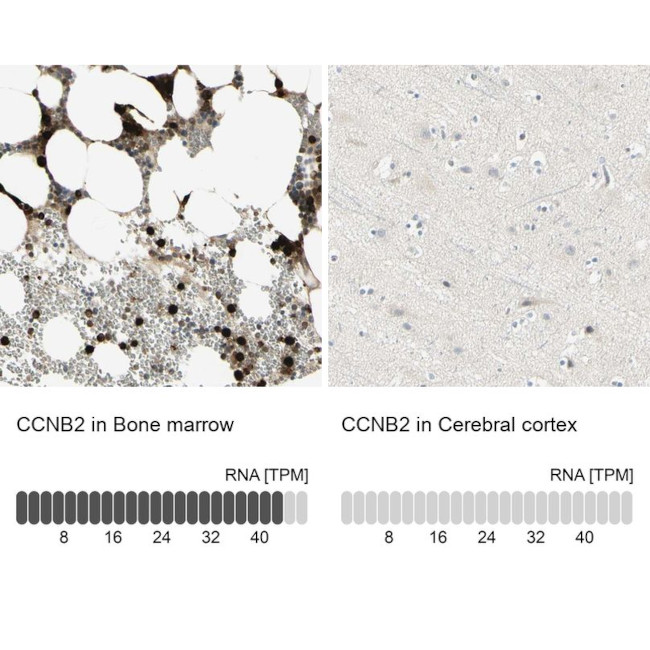 Cyclin B2 Antibody