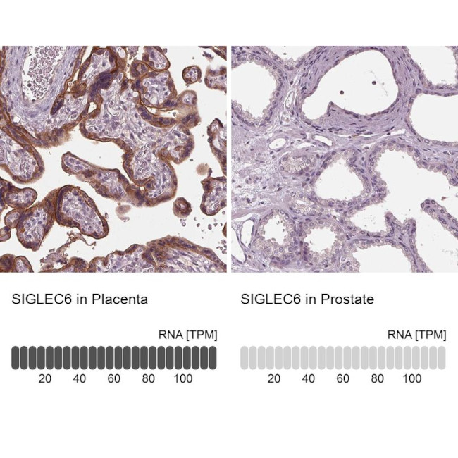 SIGLEC6 Antibody