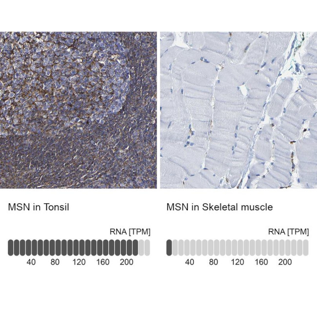 Moesin Antibody