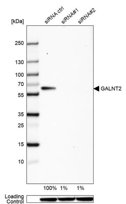 GALNT2 Antibody