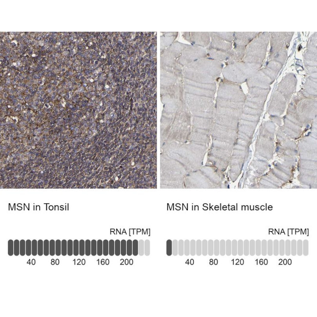 Moesin Antibody