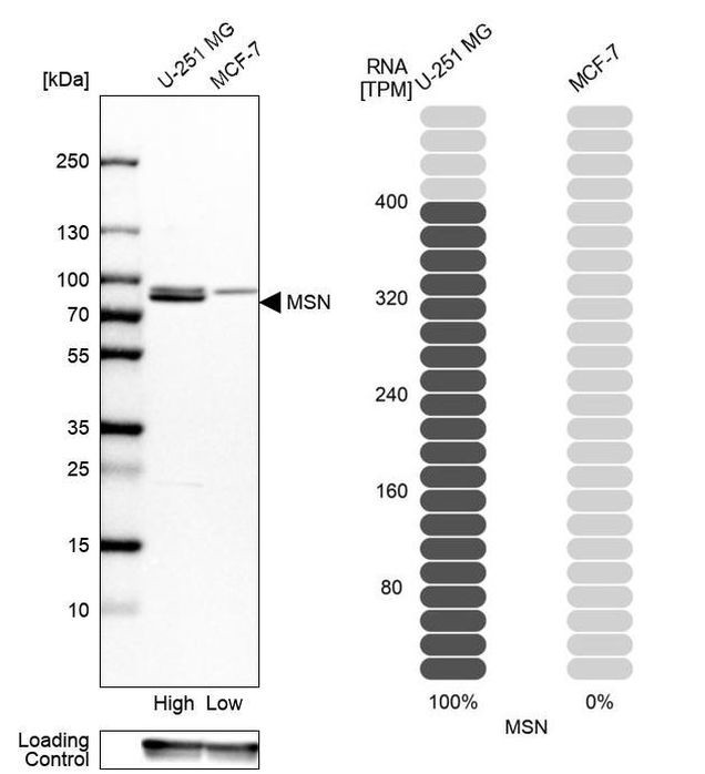 Moesin Antibody