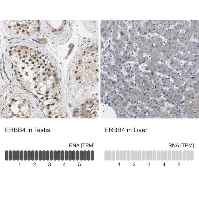 ErbB4 Antibody