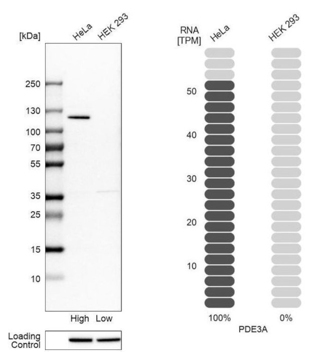 PDE3A Antibody