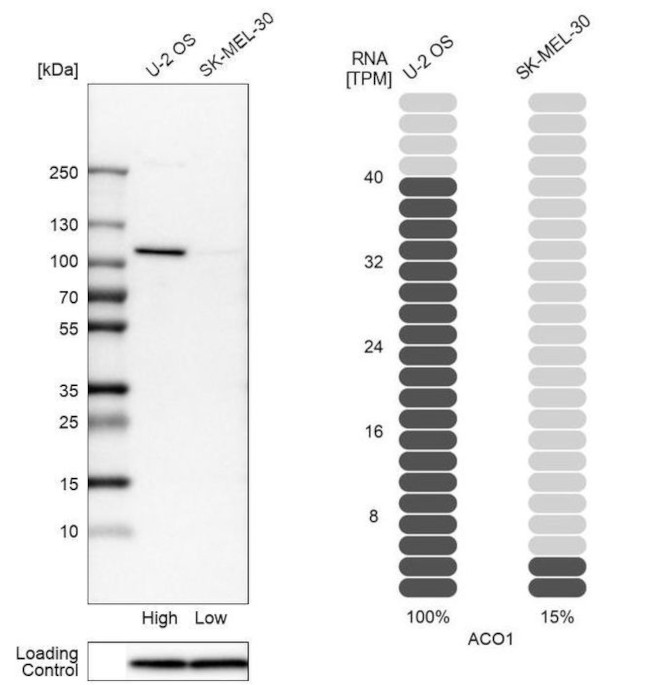 Aconitase 1 Antibody