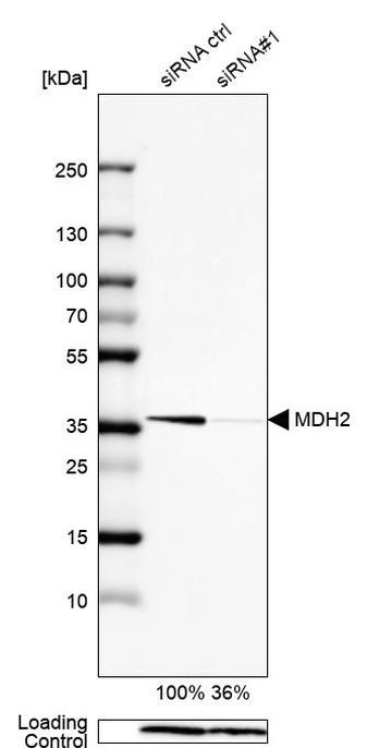 MDH2 Antibody