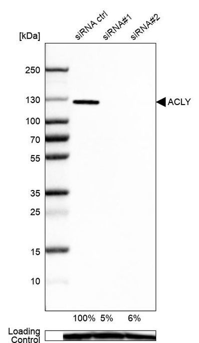 ATP Citrate Lyase Antibody