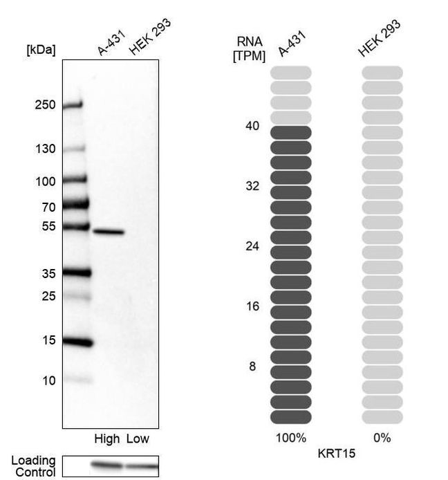 Cytokeratin 15 Antibody