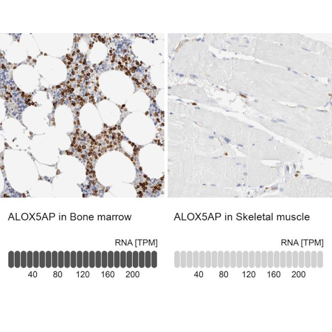 FLAP Antibody