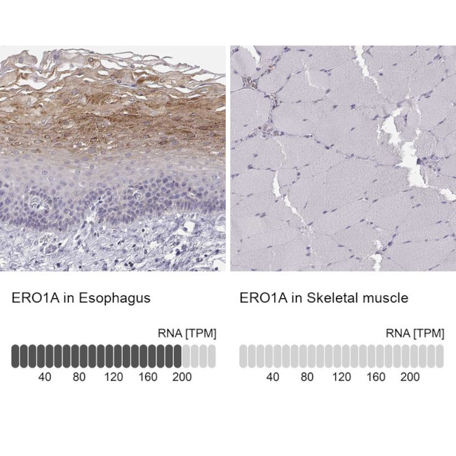 ERO1L Antibody