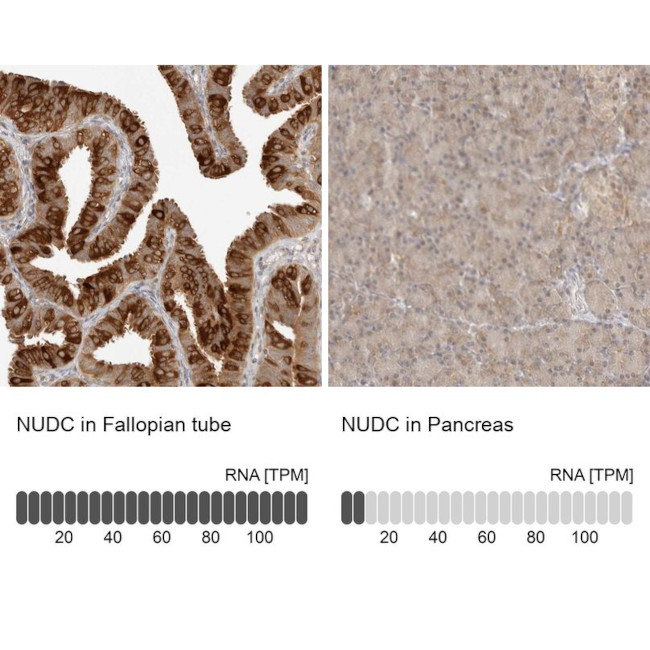 NUDC Antibody