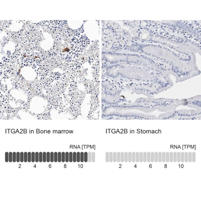 CD41 Antibody