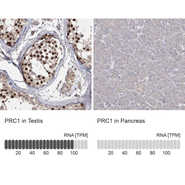 PRC1 Antibody