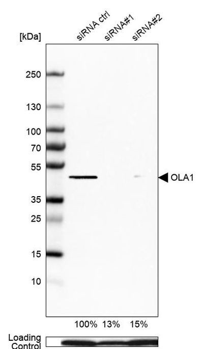 GTPBP9 Antibody