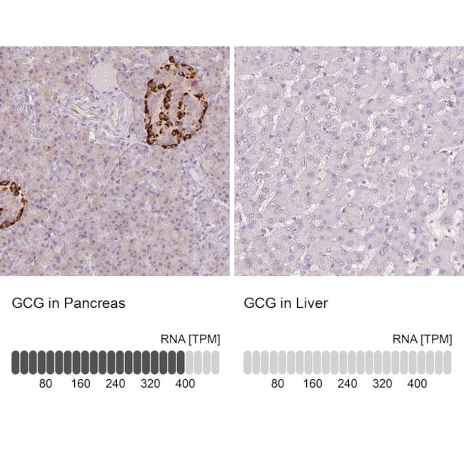 Glucagon Antibody