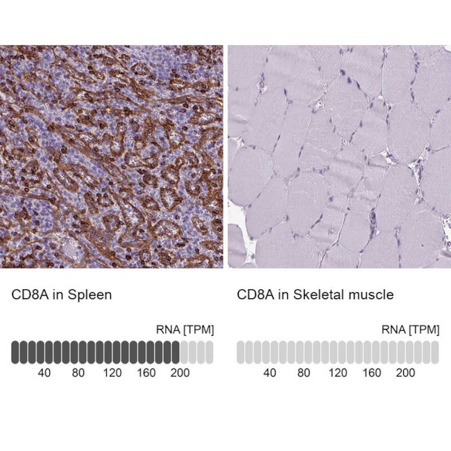 CD8 alpha Antibody