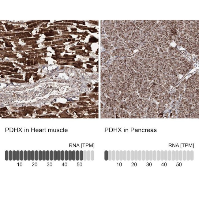 PDHX Antibody