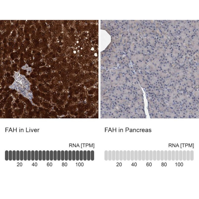 FAH Antibody