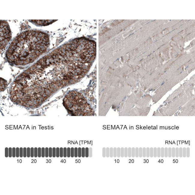 SEMA7A Antibody