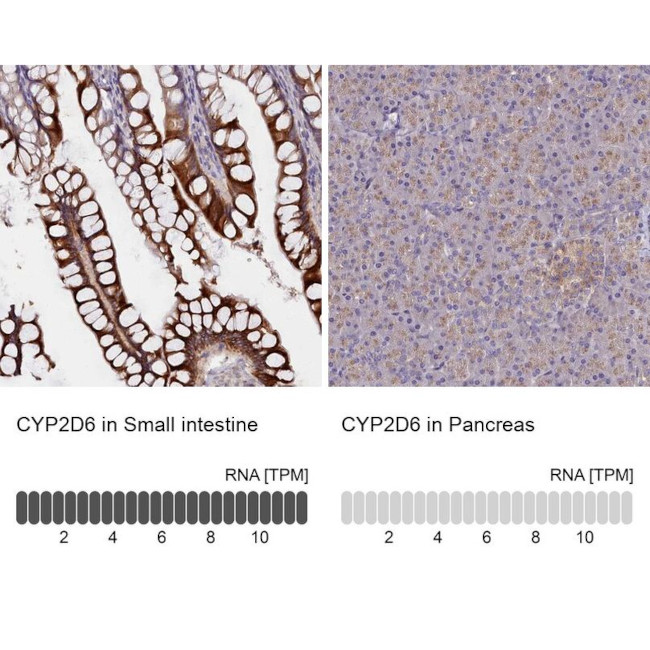 CYP2D6 Antibody