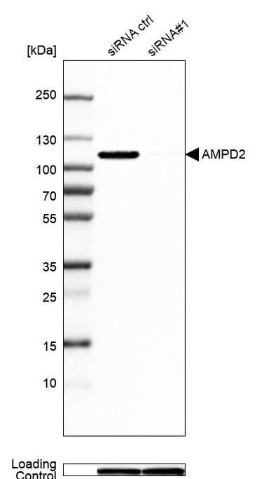 AMPD2 Antibody