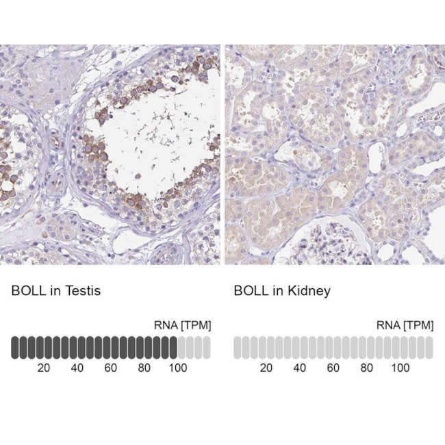 BOLL Antibody